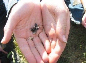 A close-up of a person's hands holding a fly AI-generated content may be incorrect.