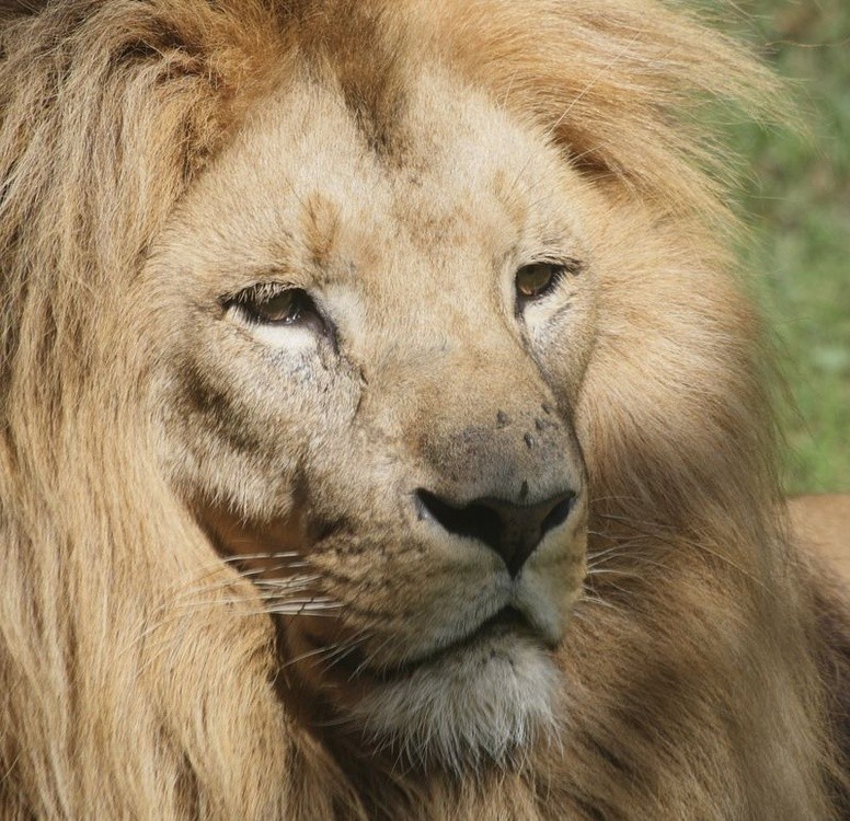 A lion with a long mane AI-generated content may be incorrect.