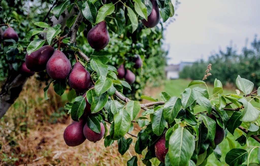 A tree with fruits on it AI-generated content may be incorrect.