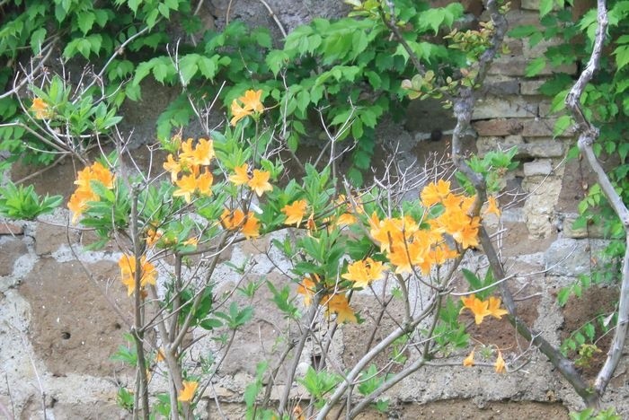 A close-up of a bush with yellow flowers AI-generated content may be incorrect.